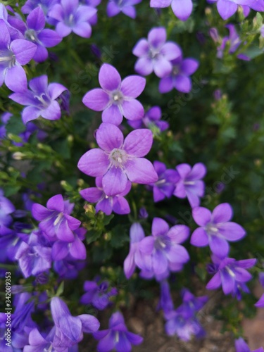 purple flowers in the garden