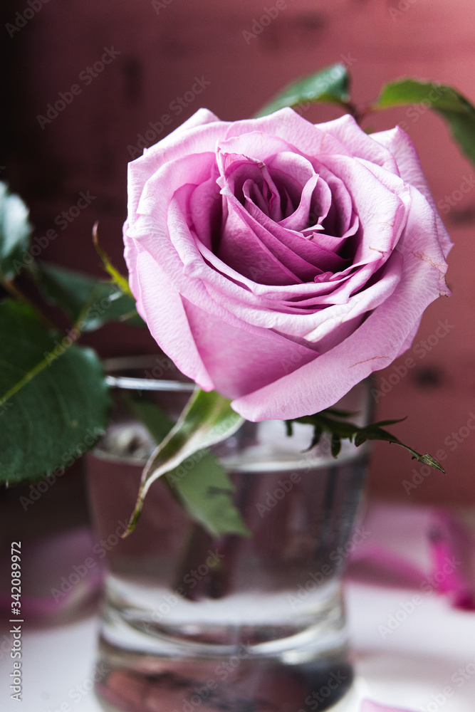 Pink rose in a glass by the window Pink rose in a glass by the window