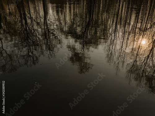 Beautiful reflection of trees in the forest lake