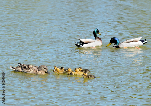 pato ánade azulón hembra con sus crías y dos machos (anas platyrhynchos) Marbella Andalucía España 