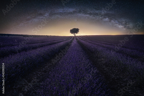 View of lavender field with tree at dusk photo