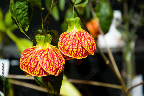 Indian mallow flower, Red Tiger variety in the Abutilon family, also known as flowering maple. Detailed yellow and red flowering plant with bokeh background.