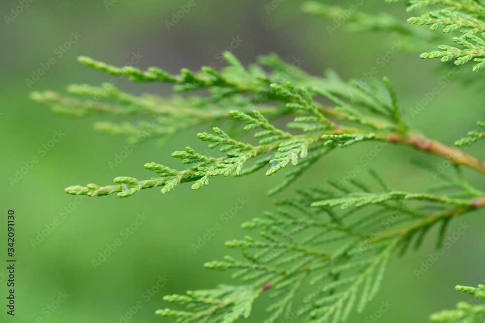 Detail of the branch of a cypress
