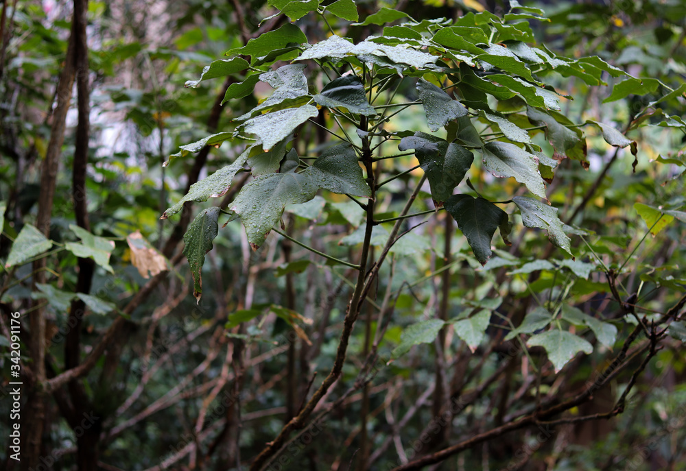 Leaves on a rainy autumn afternoon.