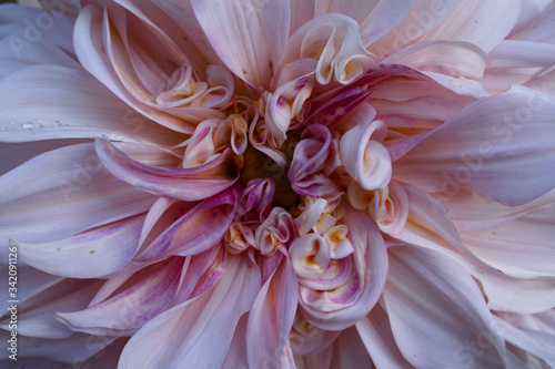 Dahlia blossom close up