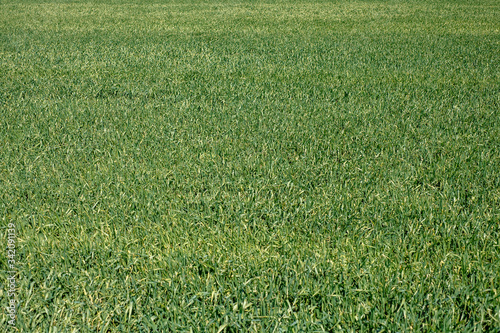 field of young green grass, closeup. Young spring grass. Field of young wheat
