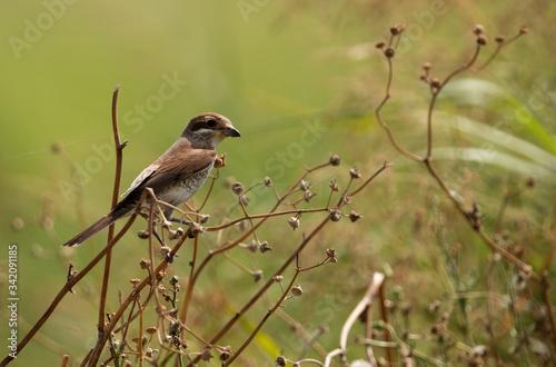 Isabelline Shrike perched on a twig