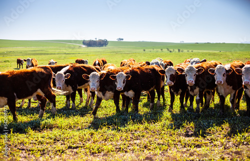 Cows on a field staring into camera. green grass and blue sky. 