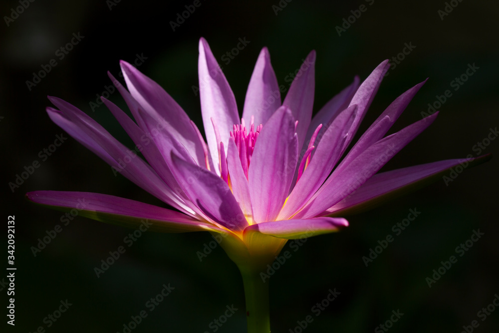 closeup of purple water lily (lotus) with light shade on flower in black background.