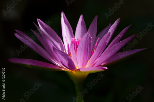 closeup of purple water lily  lotus  with light shade on flower in black background.
