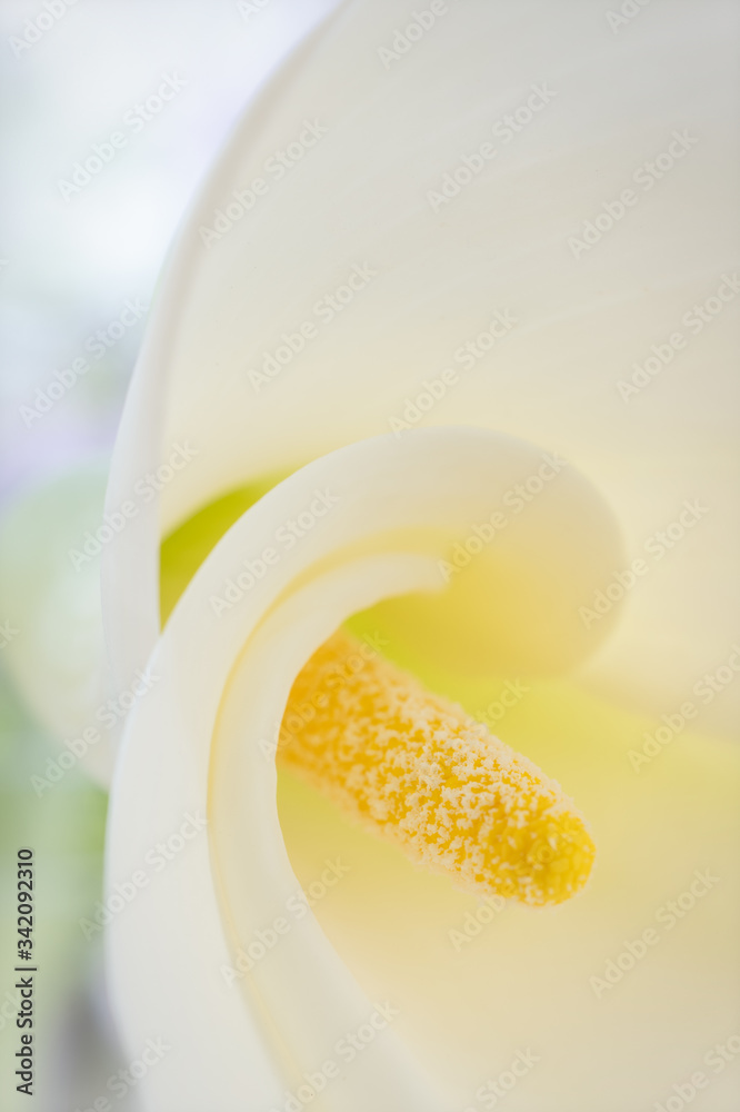 Calla white flower extreme close-up Calla white flower extreme close-up