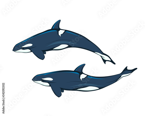 Killer whale. An orca (or killer) whale. Marine mammal. Cetaceans. Toothed whale. Dolphin family. The largest among the cetaceans is a real predator chasing warm-blooded animals.