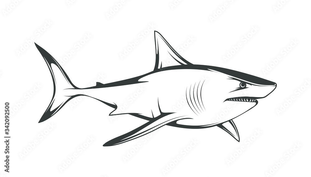 White shark. Saltwater fish. Eater Shark. Carcharodon. Big aggressive shark. Fish a shark a side view sketch. The emblem with shark for a sport team. Angry shark vector illustration. White shark. Saltwater fish. Eater Shark. Carcharodon. Big aggressive shark. Fish a shark a side view sketch. The emblem with shark for a sport team. Angry shark vector illustration.