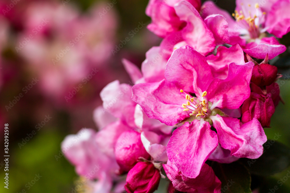 Spring bright and juicy pink background. Flowering apple tree. Blurred background. Spring bright and juicy pink background. Flowering apple tree. Blurred background.