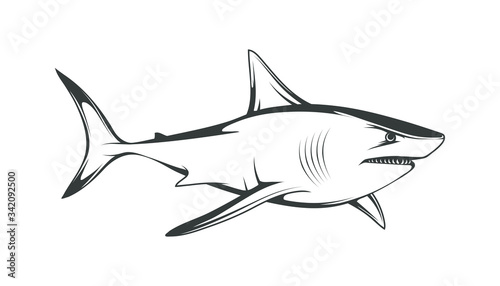 White shark. Saltwater fish. Eater Shark. Carcharodon. Big aggressive shark. Fish a shark a side view sketch. The emblem with shark for a sport team. Angry shark vector illustration.