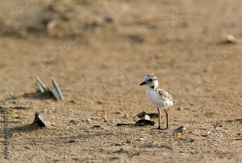 Kentish Plover chick, Bahrain © Dr Ajay Kumar Singh