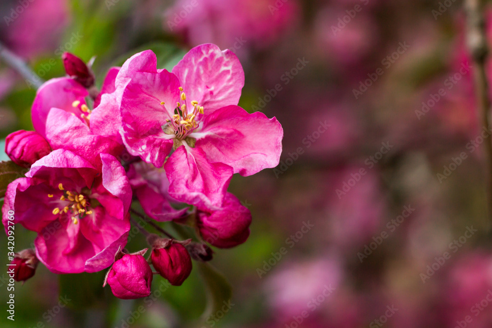 Spring bright and juicy pink background. Flowering apple tree. Blurred background. Spring bright and juicy pink background. Flowering apple tree. Blurred background.