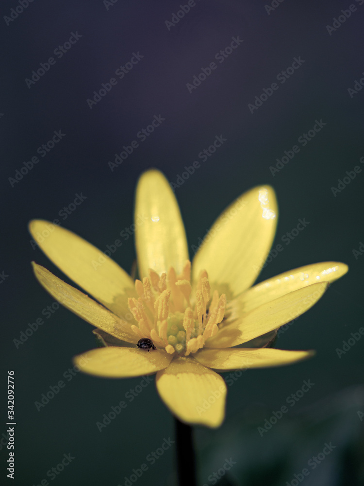 Fototapeta premium yellow flower on black background