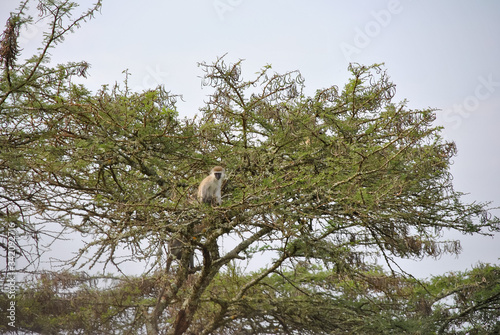 scimmia macaco in uganda