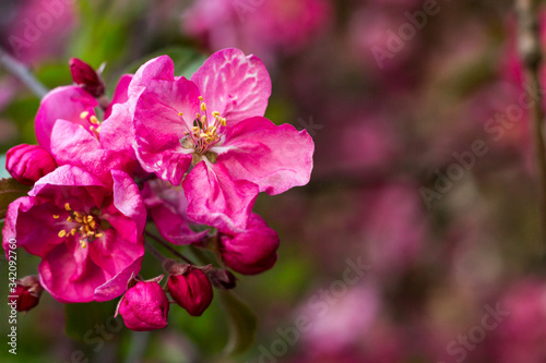 Spring bright and juicy pink background. Flowering apple tree. Blurred background.