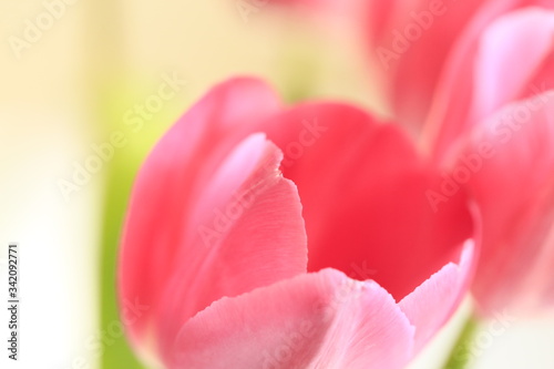 pink tulips on a green background