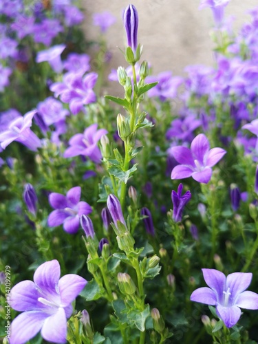 purple flowers in the garden