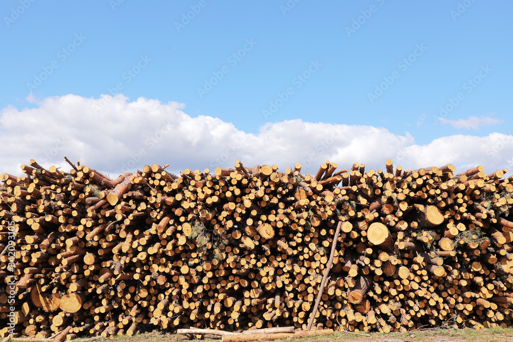 Stack of cut pine tree logs in a forest. Wood logs, timber logging, industrial destruction, forests Are Disappearing, illegal logging. selective focus.