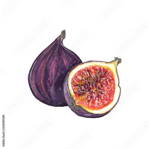 Watercolor illustration of figs on a white background