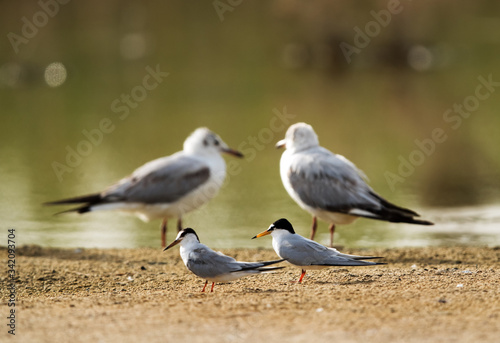 Little Terns and Black-headed gulls