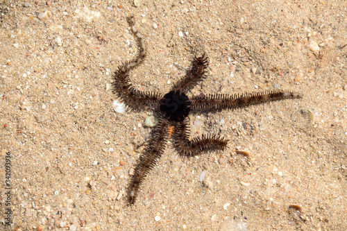 Ophiocomella alexandri in Egypt photo