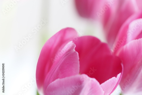 Fototapeta Naklejka Na Ścianę i Meble -  pink tulip flower