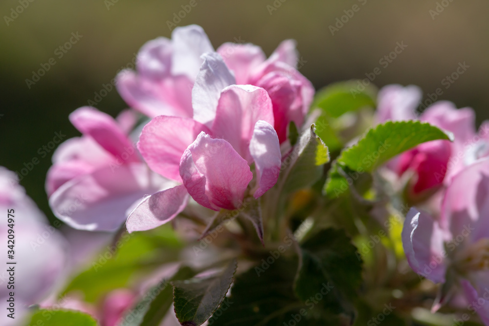 Pink and white apple tree flowers in spring Pink and white apple tree flowers in spring