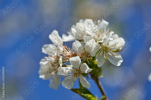 Closeup of cherry flowers