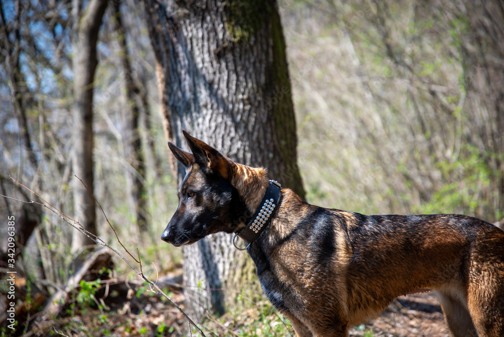 Fototapeta premium Pastore Belga Malinois nel bosco protetto a Sementina (Svizzera)