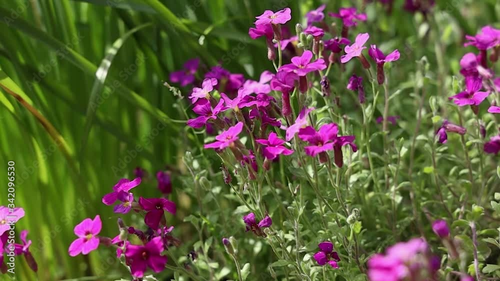 Pink Aubrieta Flowers Blowing in the Wind Pink Aubrieta Flowers Blowing in the Wind