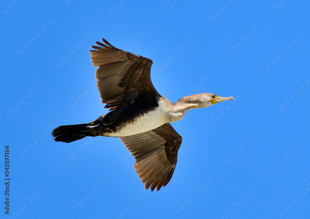 Obraz premium cormorán grande en vuelo sobre el cielo azul (Phalacrocorax carbo) Marbella Andalucía España