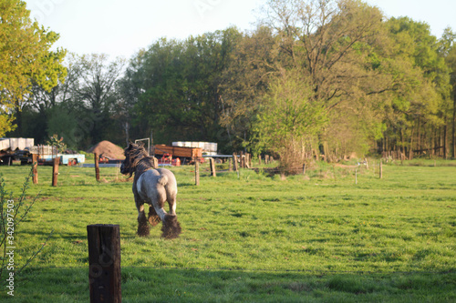 Horse galloping on a farm