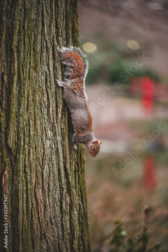 squirrel  in the forest © dmytyro