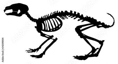 skeleton of a  rabbit vector
