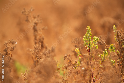 Dry grasses and bushes with green patch, a image for background © Dr Ajay Kumar Singh