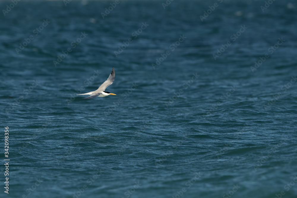 Lesser crested tern flying against blue ocean Lesser crested tern flying against blue ocean