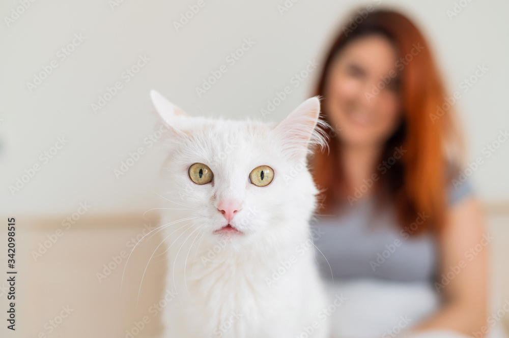 White fluffy cat with its owner in the background. happy blurred woman sitting on the bed with her pet in the foreground. White fluffy cat with its owner in the background. happy blurred woman sitting on the bed with her pet in the foreground.