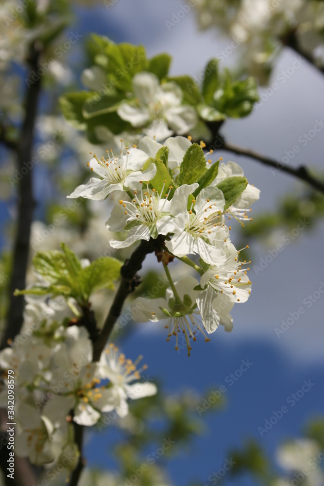 an incredible flowering of trees in the spring garden an incredible flowering of trees in the spring garden