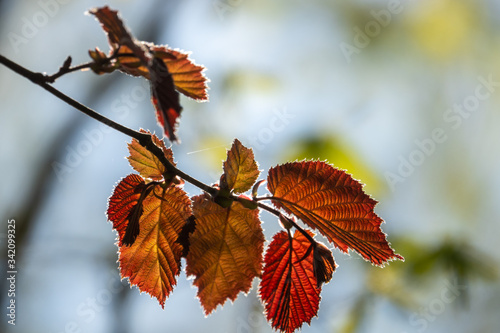 red leaves of a tree are illuminated by the sun