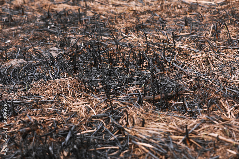 Effects of grass fire on soils. Charred grass after a spring fire. Black surface of the rural field with a burned grass. Consequences of arson and stubble burning. Aftermath of Natural Disasters. Effects of grass fire on soils. Charred grass after a spring fire. Black surface of the rural field with a burned grass. Consequences of arson and stubble burning. Aftermath of Natural Disasters.