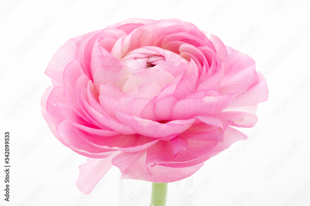 custom made wallpaper toronto digitalThe Buttercup flower is bright in color, similar to the thousand-petal petals of lotus