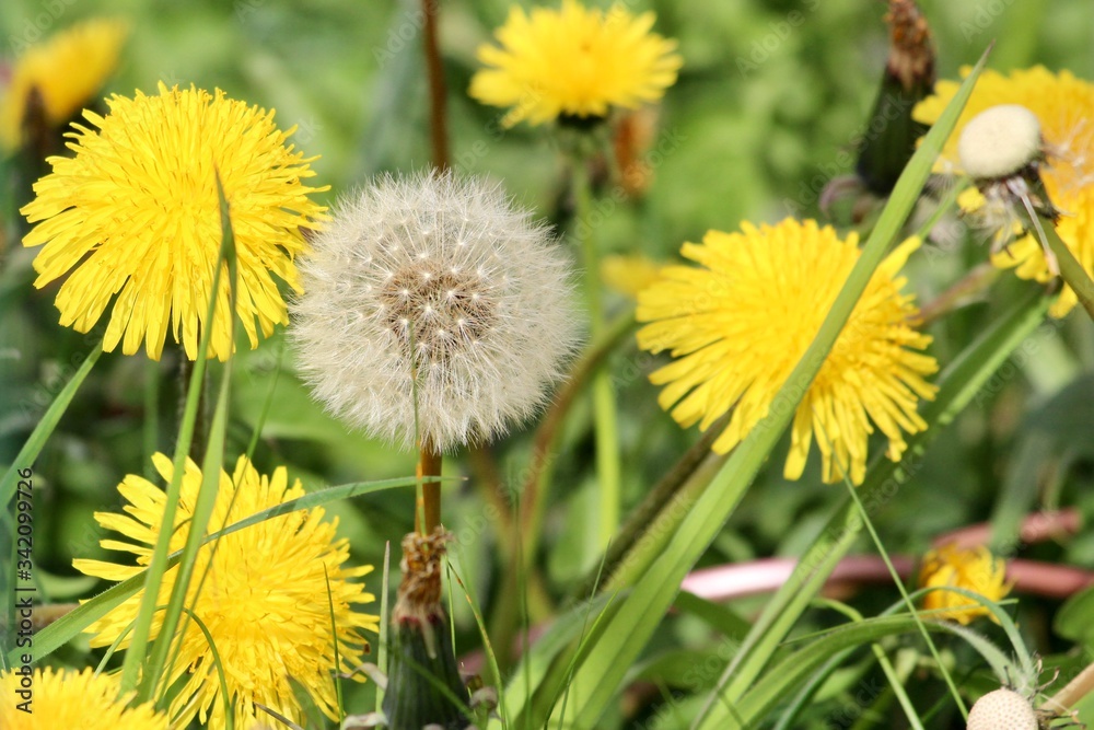 dandelions in the grass dandelions in the grass