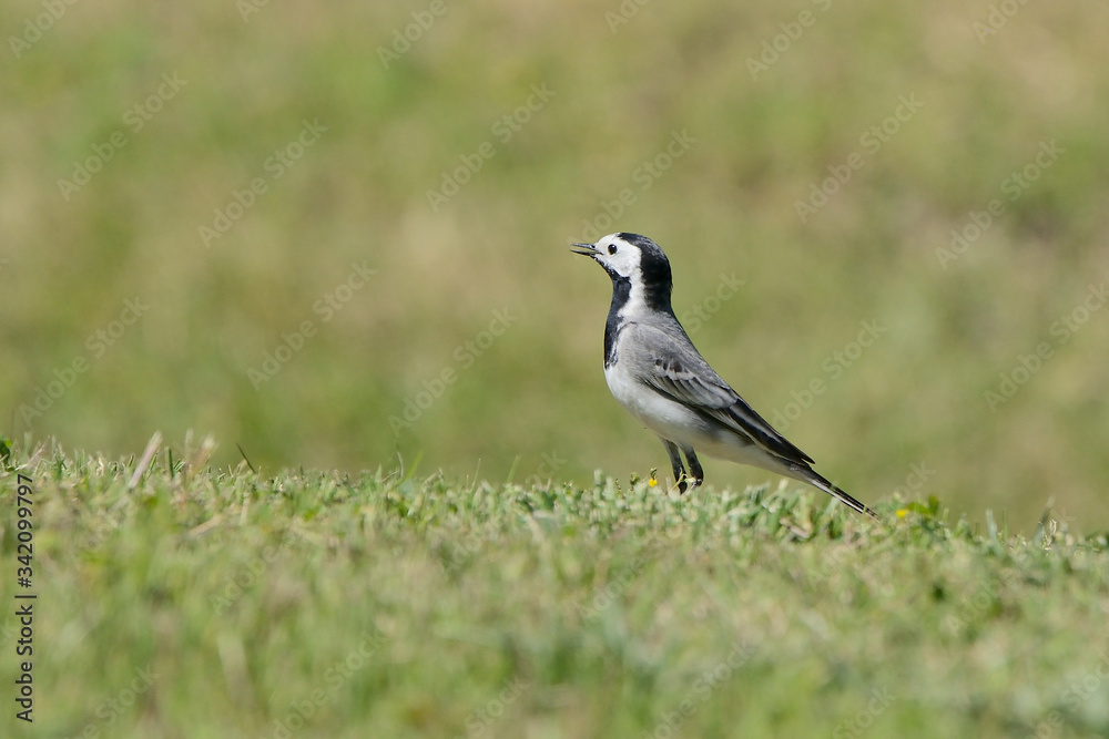 lavandera blanca sobre el césped del parque (Motacilla alba) Marbella Andalucía España lavandera blanca sobre el césped del parque (Motacilla alba) Marbella Andalucía España