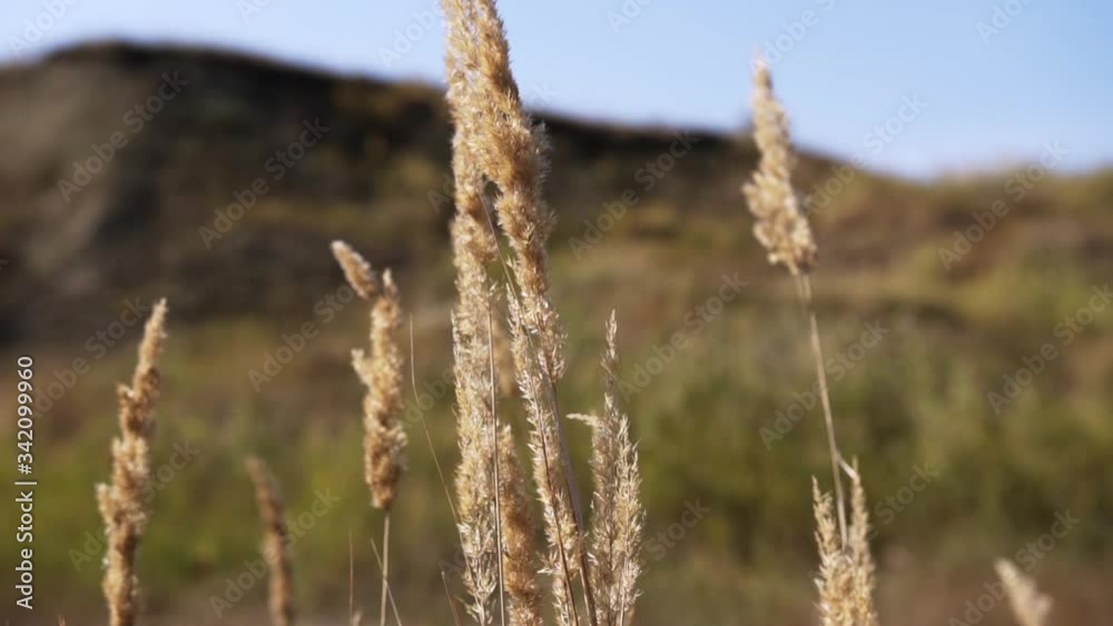 Dry grass sways in the wind on a sunny day on the field Dry grass sways in the wind on a sunny day on the field