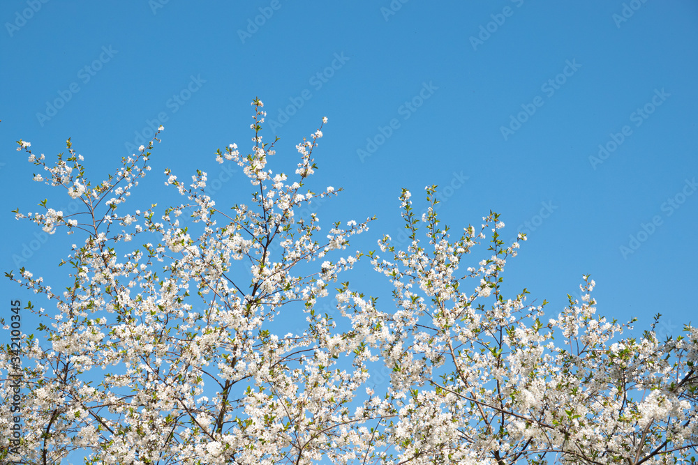 the branches of a shrub are full of white blossoms against a blue sky